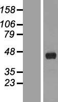 FANK1 Human Over-expression Lysates NM_145235