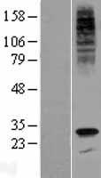 ls092579 g6pc3 human over expression lysates nm 138387 wb testing 1