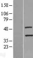TIMM50 Human Over-expression Lysates NM_001001563
