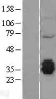 ls092667 c20orf72 mgme1 human over expression lysates nm 052865 wb testing 1
