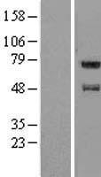 ls092689 fam114a1 human over expression lysates nm 138389 wb testing 1