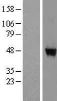 ls092715 wdr85 dph7 human over expression lysates nm 138778 wb testing 1