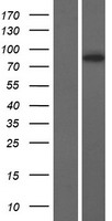 ls092749 drc1 human over expression lysates nm 145038 wb testing 1