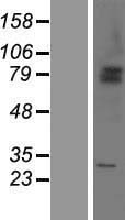 ls092799 shkbp1 human over expression lysates nm 138392 wb testing 1