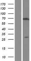ls092822 znf276 human over expression lysates nm 001113525 wb testing 2