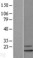 ls092840 reep6 human over expression lysates nm 138393 wb testing 1