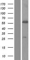 ls092906 hnrpll hnrnpll human over expression lysates nm 001142650 wb testing 2