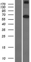 ls092935 mars2 human over expression lysates nm 138395 wb testing 1