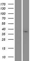 ls092979 marchf9 human over expression lysates nm 138396 wb testing 1