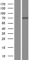 ls093034 nt5c1b human over expression lysates nm 001002006 wb testing 3