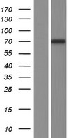ls093034 nt5c1b human over expression lysates nm 001199087 wb testing 2