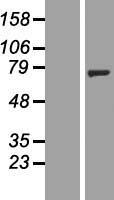 ls093034 nt5c1b human over expression lysates nm 033253 wb testing 1