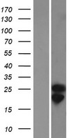 ls093058 coq10a human over expression lysates nm 144576 wb testing 1