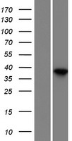 Dermokine (DMKN) Human Over-expression Lysates NM_001126056
