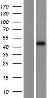 Dermokine (DMKN) Human Over-expression Lysates NM_001190347