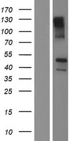 TMEM44 Human Over-expression Lysates NM_138399