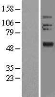 ls093145 olfm2 human over expression lysates nm 058164 wb testing 1