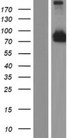 ls093233 ccdc114 human over expression lysates nm 144577 wb testing 1