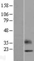 ls093377 opalin human over expression lysates nm 033207 wb testing 1