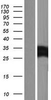 ls093408 mylc2pl myl10 human over expression lysates nm 138403 wb testing 1