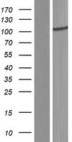 HSPC302 (TBCK) Human Over-expression Lysates NM_001163436
