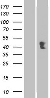 ACP4 Human Over-expression Lysates NM_033068