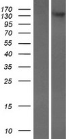 ls093664 cadps2 human over expression lysates nm 017954 wb testing 1