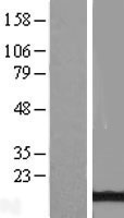 ls093974 atpase inhibitory factor 1 atpif1 human over expression lysates nm 016311 wb testing 1