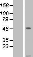 ls093974 atpase inhibitory factor 1 atpif1 human over expression lysates nm 178191 wb testing 2