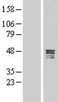 CPA5 Human Over-expression Lysates NM_001127441