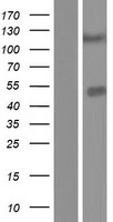 CPA5 Human Over-expression Lysates NM_001127442