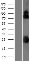 ls094030 lrrc4b human over expression lysates nm 001080457 wb testing 1