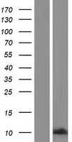 CAMK2N2 Human Over-expression Lysates NM_033259