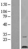 ls094107 tmem203 human over expression lysates nm 053045 wb testing 1