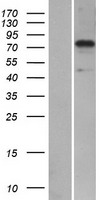 SYTL5 Human Over-expression Lysates NM_138780