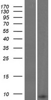 GNG8 Human Over-expression Lysates NM_033258