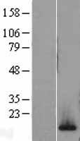ls094239 h2az2 human over expression lysates nm 012412 wb testing 1