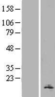 ls094239 h2az2 human over expression lysates nm 138635 wb testing 2