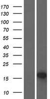 ls094241 p53 dinp1 tp53inp1 human over expression lysates nm 001135733 wb testing 2