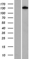 ls096459 fnip1 human over expression lysates nm 133372 wb testing 1