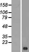 LIMS3 Human Over-expression Lysates NM_033514