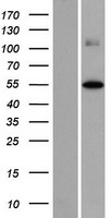 ls100036519 foxd4l2 human over expression lysates nm 001099279 wb testing 1