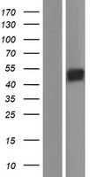 SIGLEC14 Human Over-expression Lysates NM_001098612