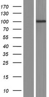 ls100101267 pom121c human over expression lysates nm 001099415 wb testing 1