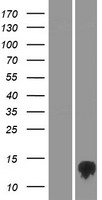 ls100113407 tmem170b human over expression lysates nm 001100829 wb testing 1