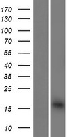 BET1P1 Human Over-expression Lysates NM_001162367
