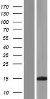 ls100129128 khdc1l human over expression lysates nm 001126063 wb testing 1