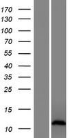 CXorf51A Human Over-expression Lysates NM_001144064
