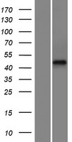 FAM47E Human Over-expression Lysates NM_001136570