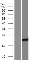 TCF24 Human Over-expression Lysates NM_001193502